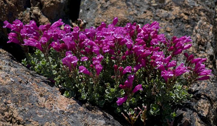 Cliff Penstemon, Penstemon rupicola.jpg